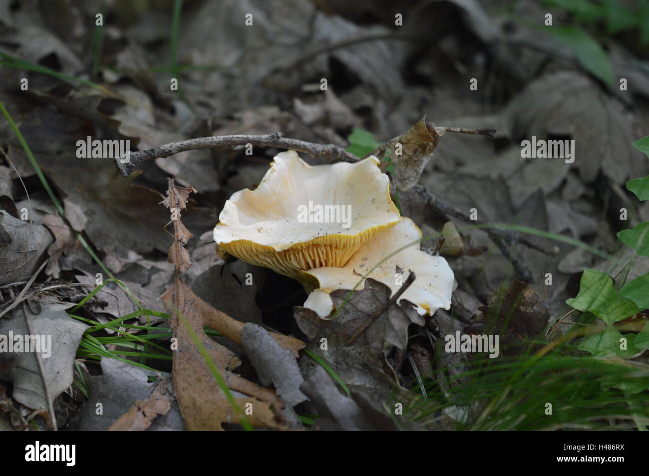 Chanterelle in oak forest Stock Photo