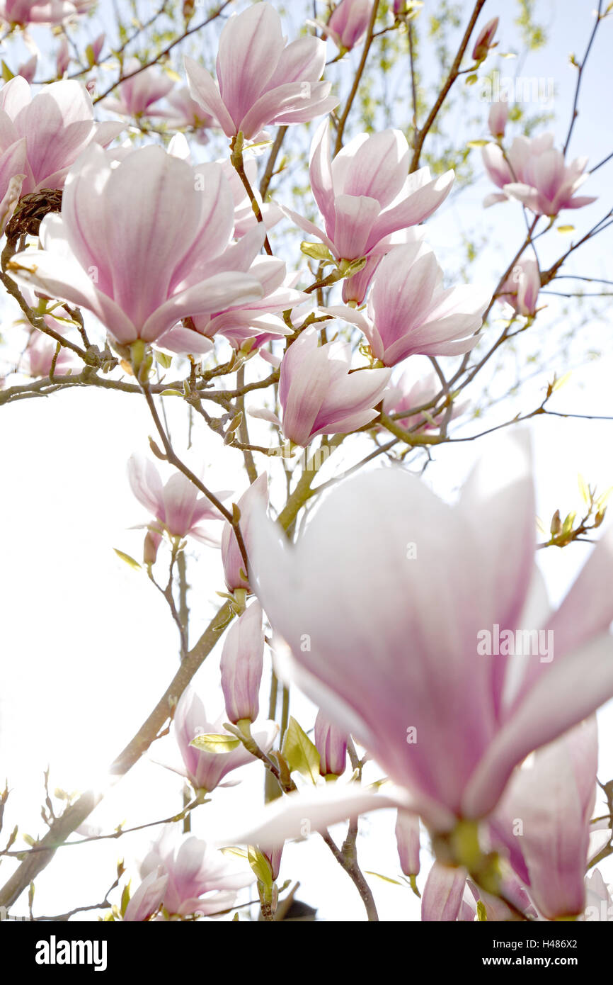 Tree, magnolia blossoms, spring, Stock Photo