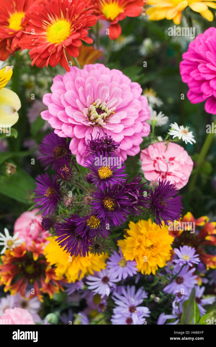 An arrangement of Autumn flowers. Stock Photo
