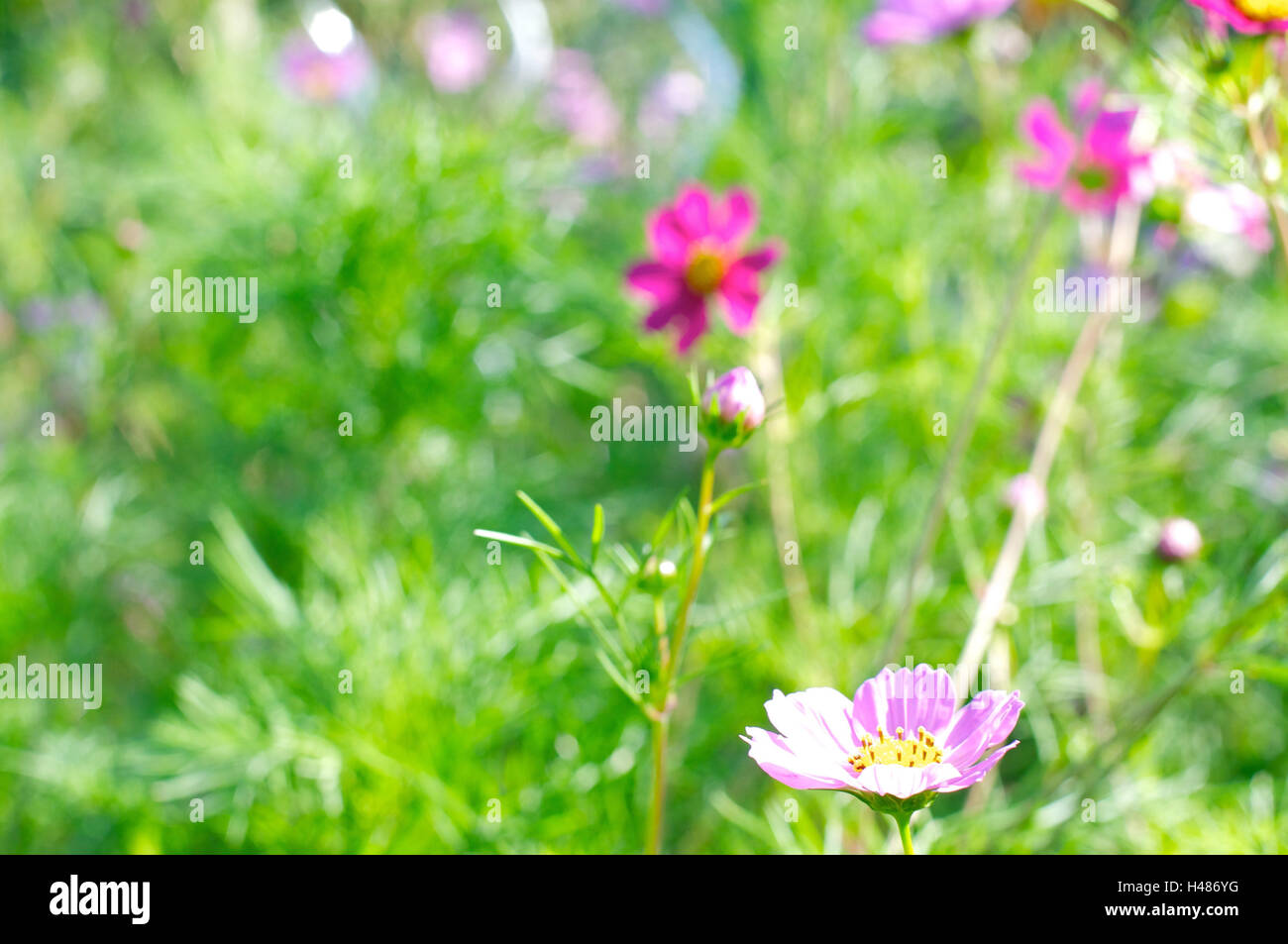 Summer flowers in sunlight Stock Photo - Alamy