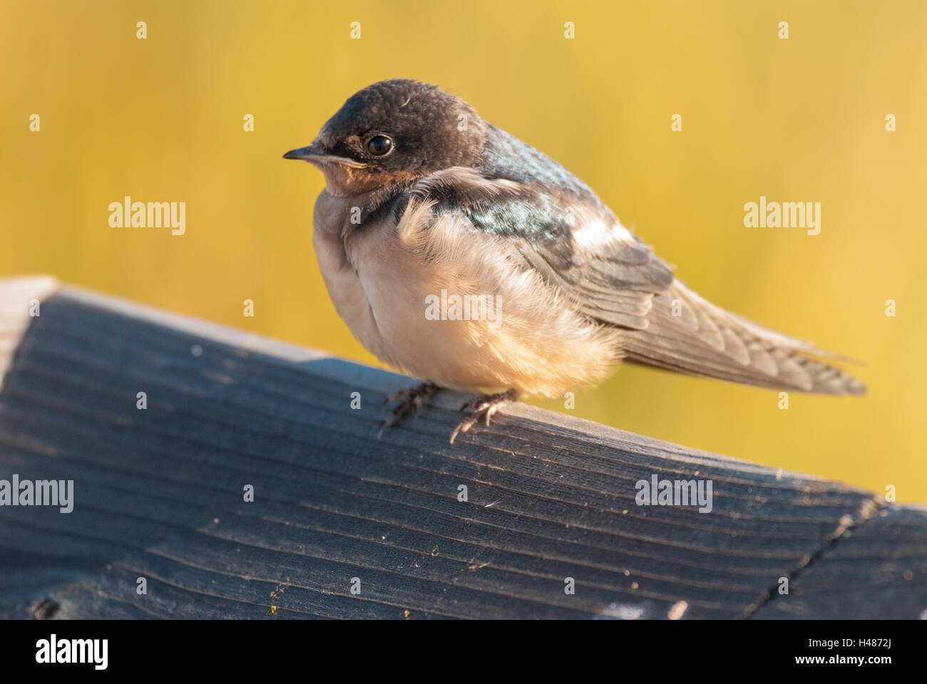 Marsh Swallow High Resolution Stock Photography and Images - Alamy