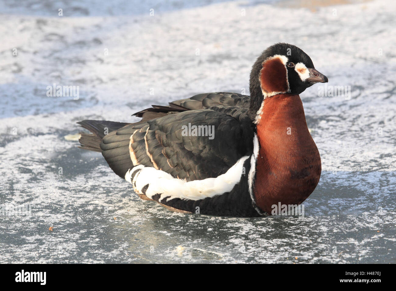 Red neck goose, sit, ice, Stock Photo