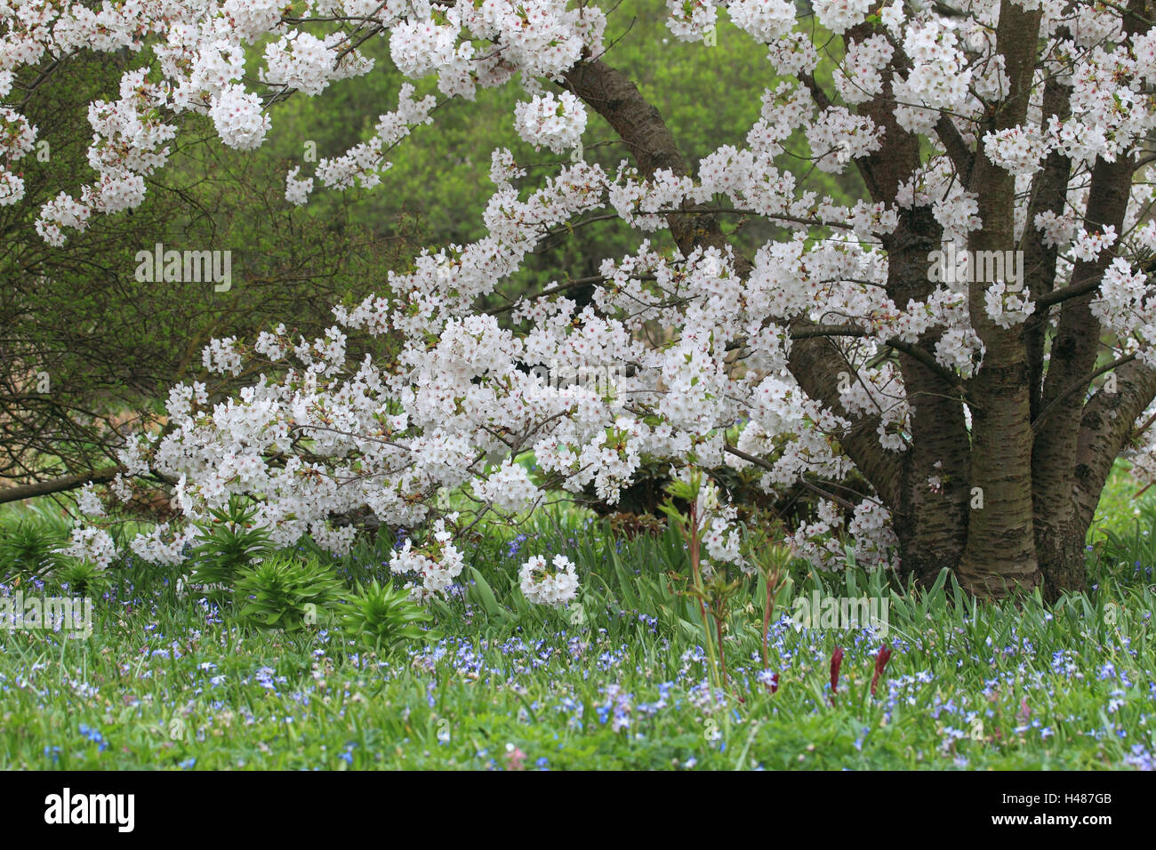 To ornamental cherry, garden, blossoms, Stock Photo