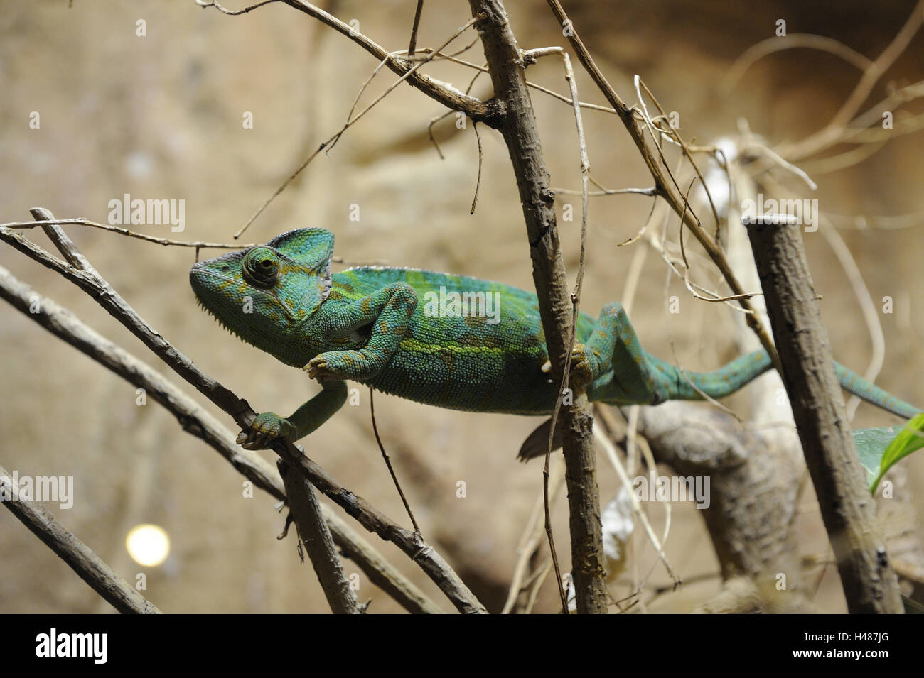 Yemen chameleon, Chamaeleo calyptratus, Stock Photo