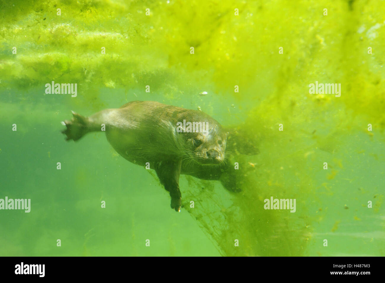 Eurasian otter, Lutra lutra, underwater, dip, view camera, Stock Photo