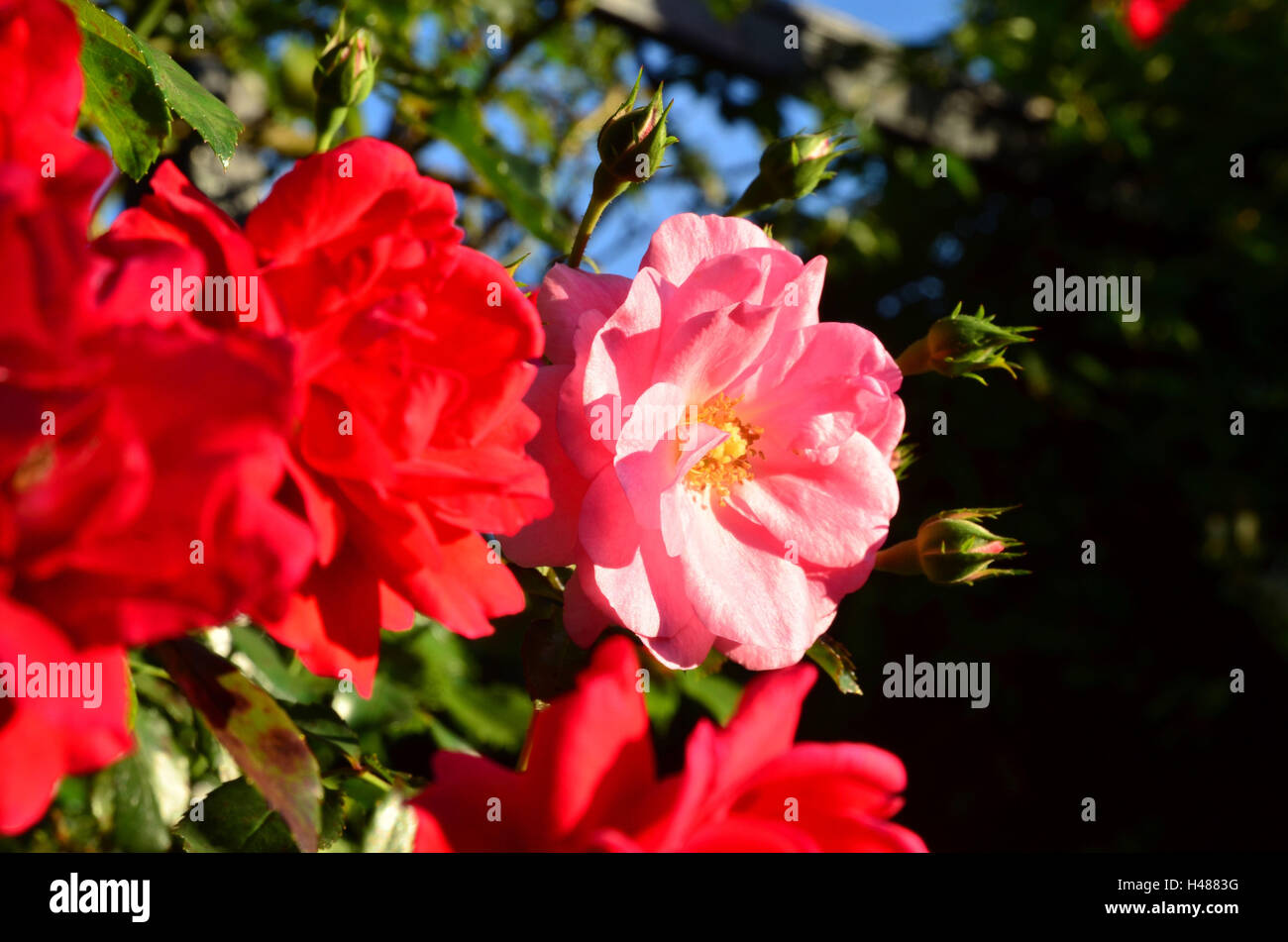 Shrub roses, dog-roses, trellises, blossoms, close up Stock Photo - Alamy