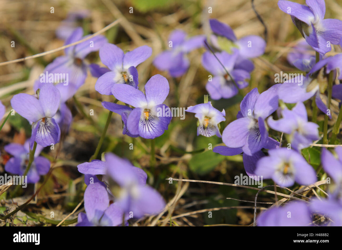 Grove violets, viola riviniana, Stock Photo