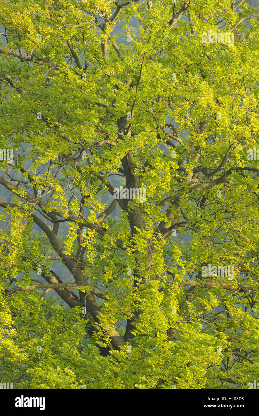 Copper beech, Fagus sylvatica, tree top Stock Photo Alamy
