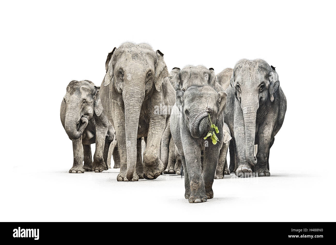 Elephants, herd, young elephant go first, waving with a branch, cut out, Stock Photo