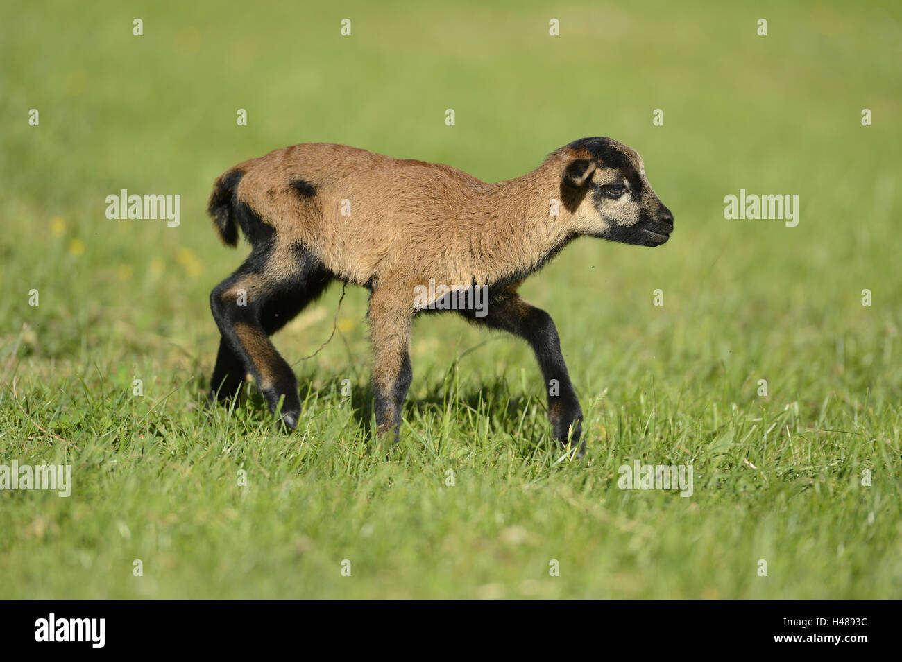 Cameroon sheep, lamb, meadow, side view, running, Stock Photo