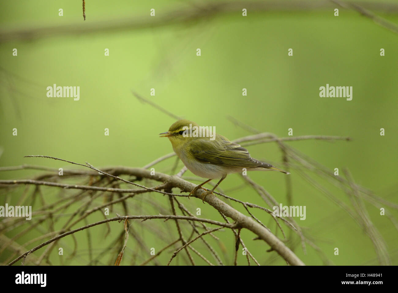 Wood warbler, Phylloscopus sibilatrix, branch, side view, sitting, Stock Photo