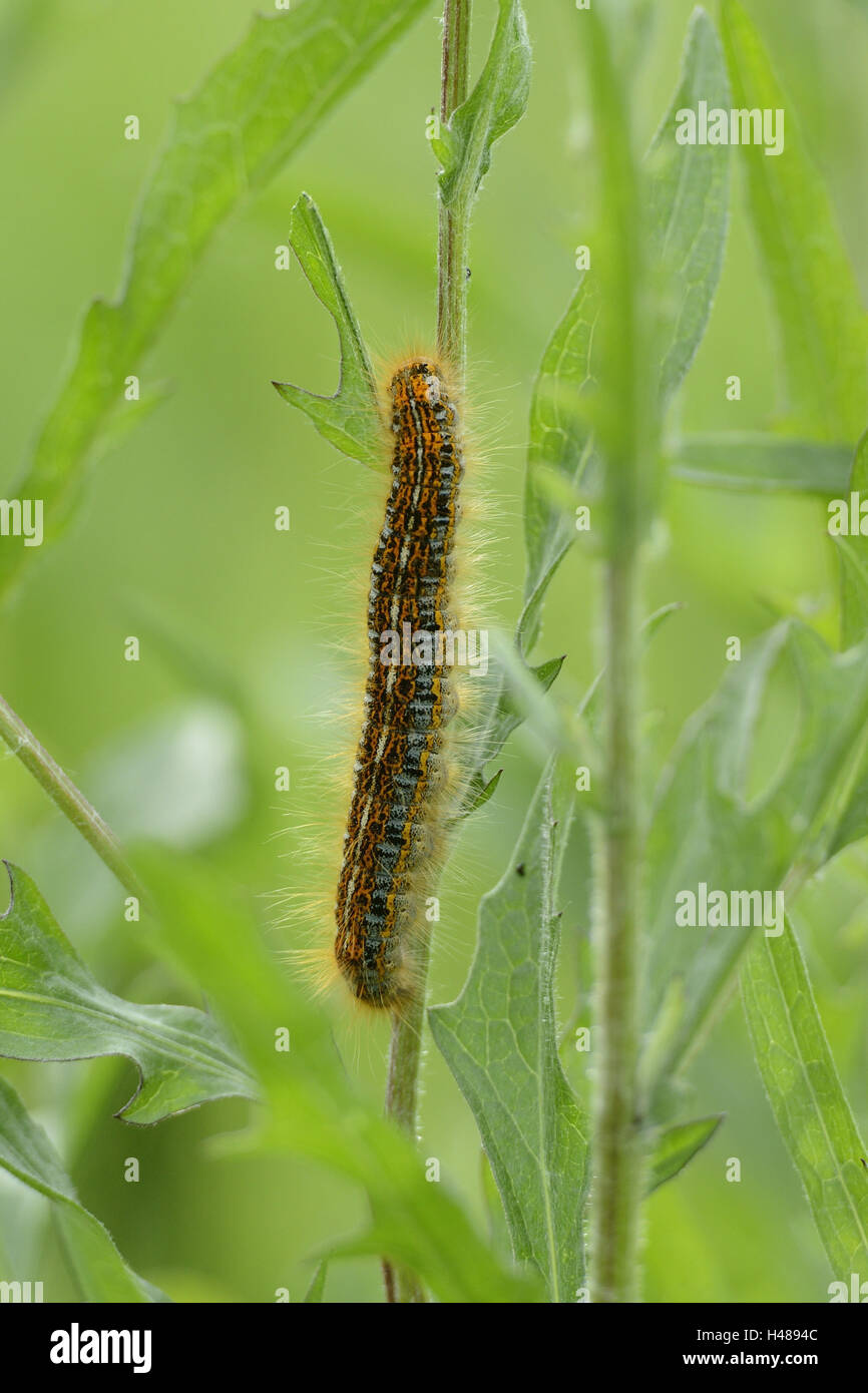 Caterpillar, small tortoiseshell, Aglais urticae, Nymphalis urticae, side view, Stock Photo