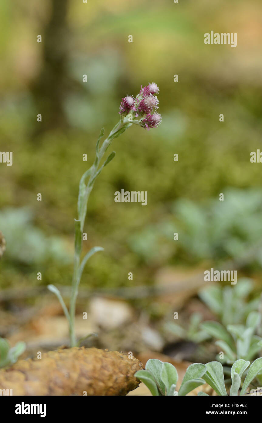Usual cat's paw, Antennaria dioica, inflorescence, Stock Photo