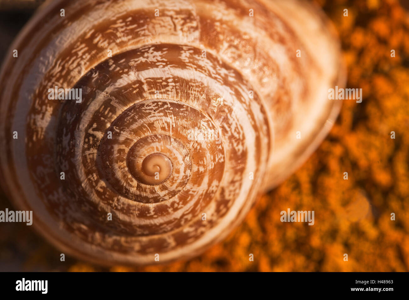 Empty snail shell hires stock photography and images Alamy