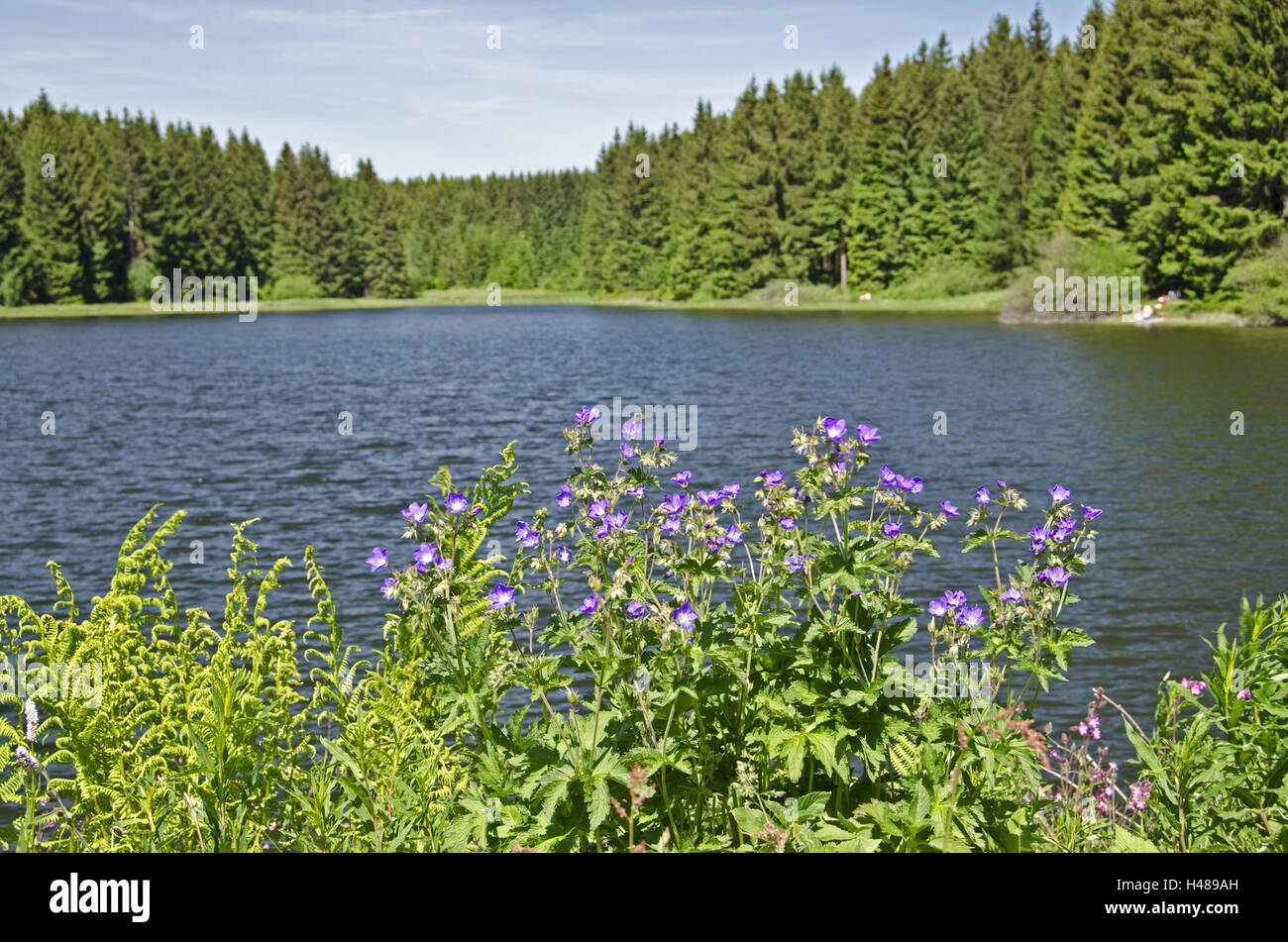 Germany, Lower Saxony, Harz, colours vaulting horse, upper Nassenwieser pond, Stock Photo