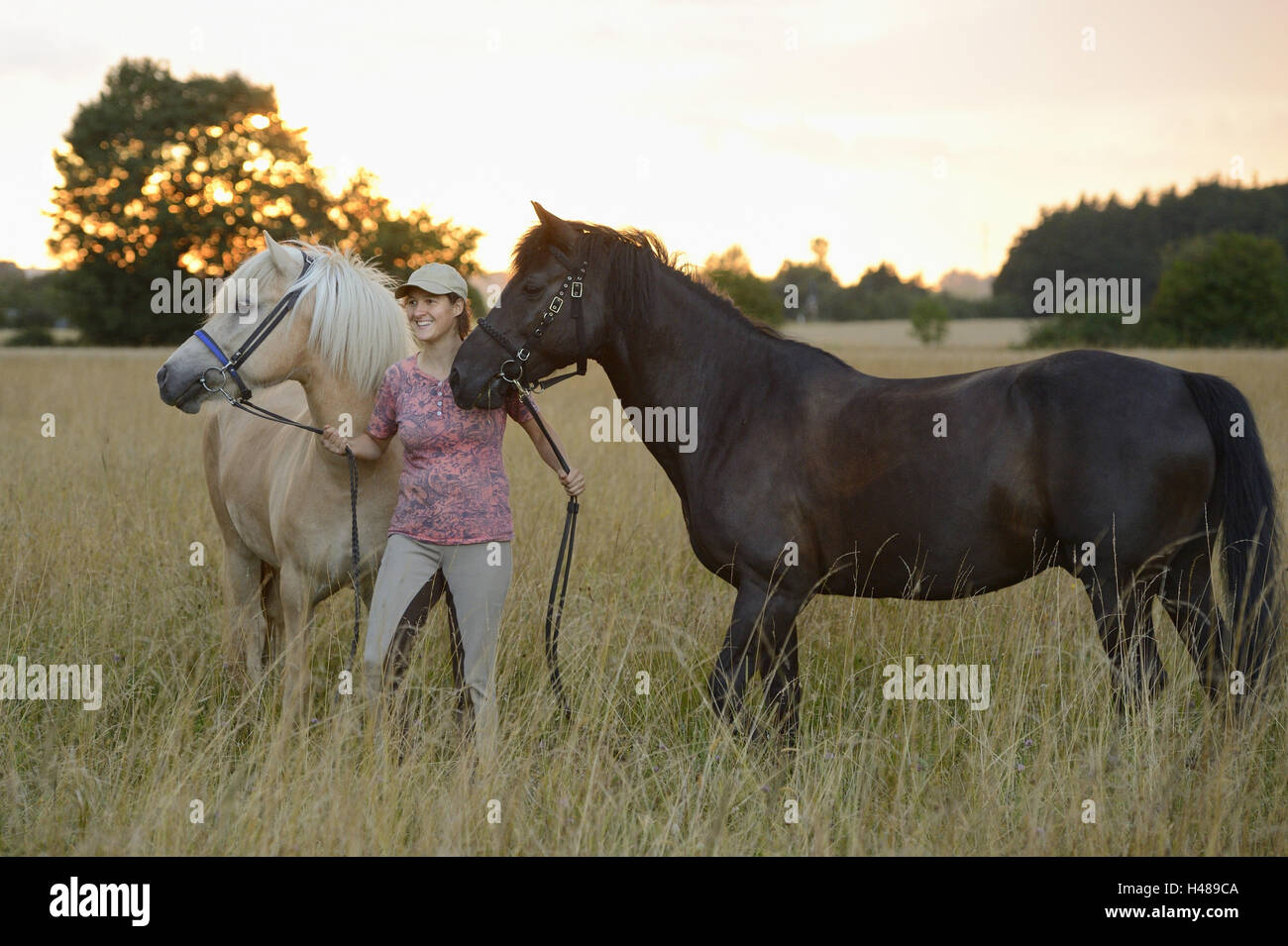 Rider, horses, meadow, standing, side view, landscape, Stock Photo