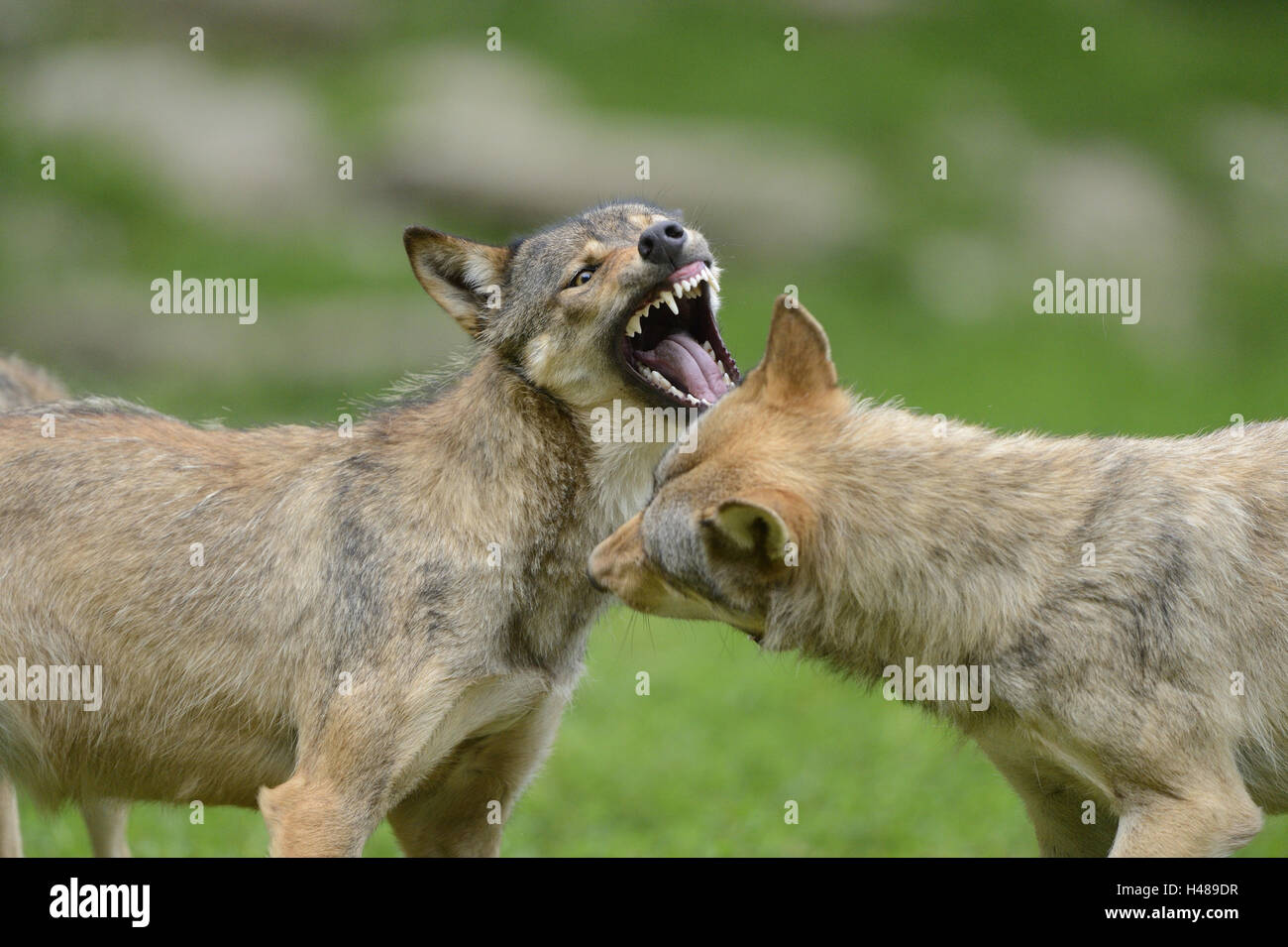 Eastern timber wolves, Canis lupus lycaon, half portrait, side view