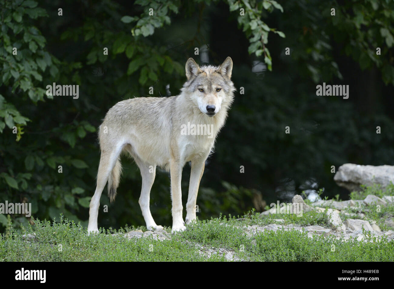 More in american manner hi-res stock photography and images - Alamy