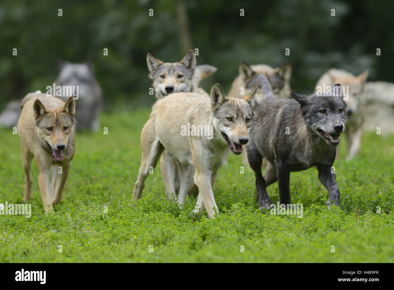 Eastern timber wolves, Canis lupus lycaon, meadow, front view, running