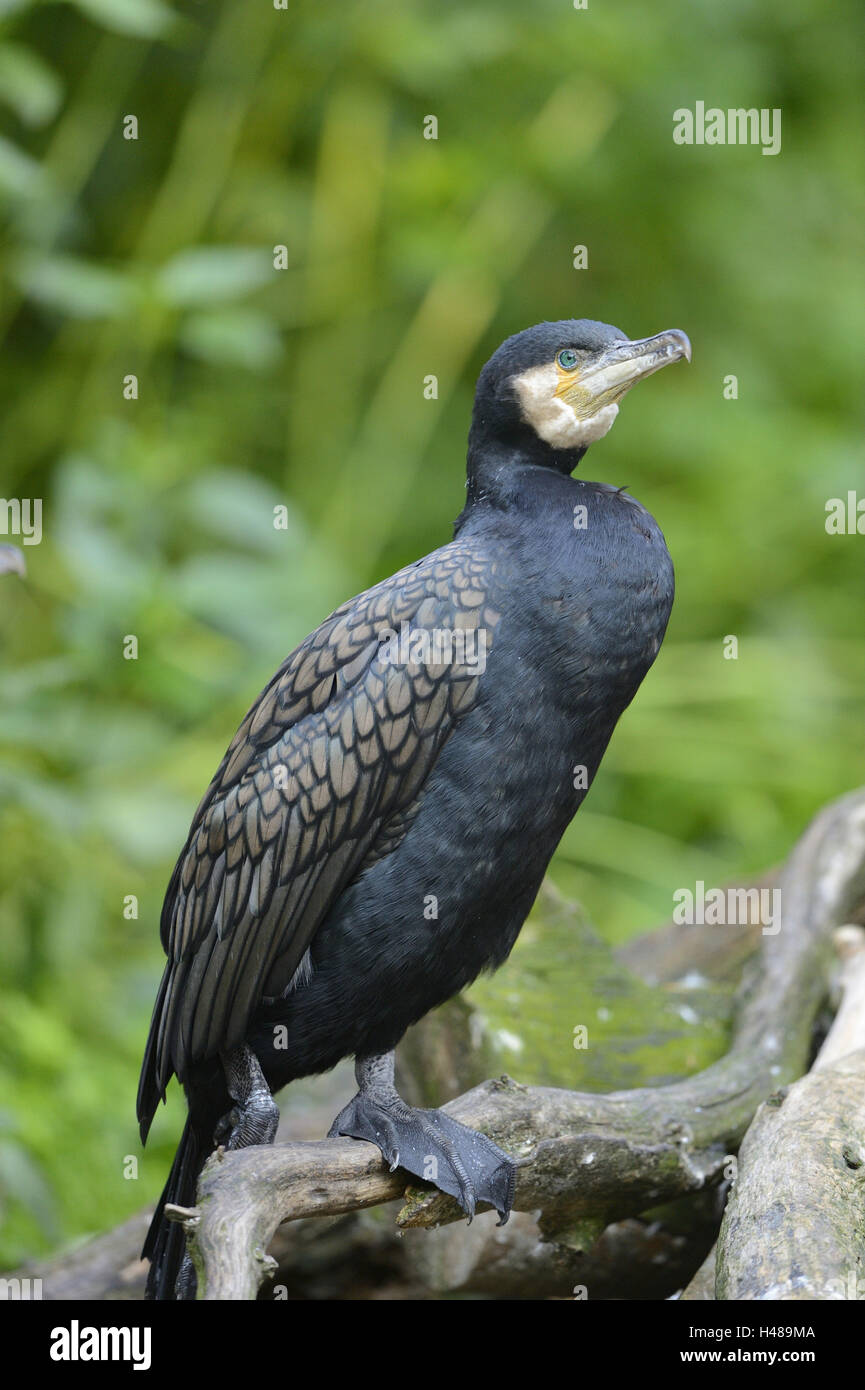 Cormorant, Phalacrocorax carbo, branch, side view, sitting Stock Photo ...