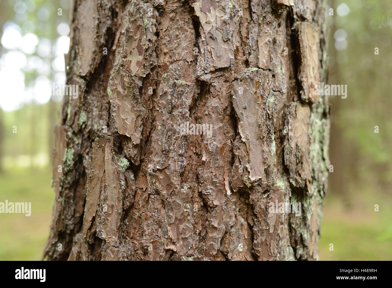 Scots pine, Pinus sylvestris, trunk, detail, Stock Photo