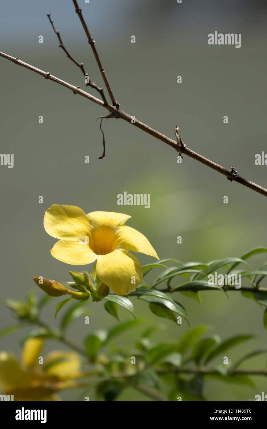 Golden Trumpet vine flower and bud Stock Photo