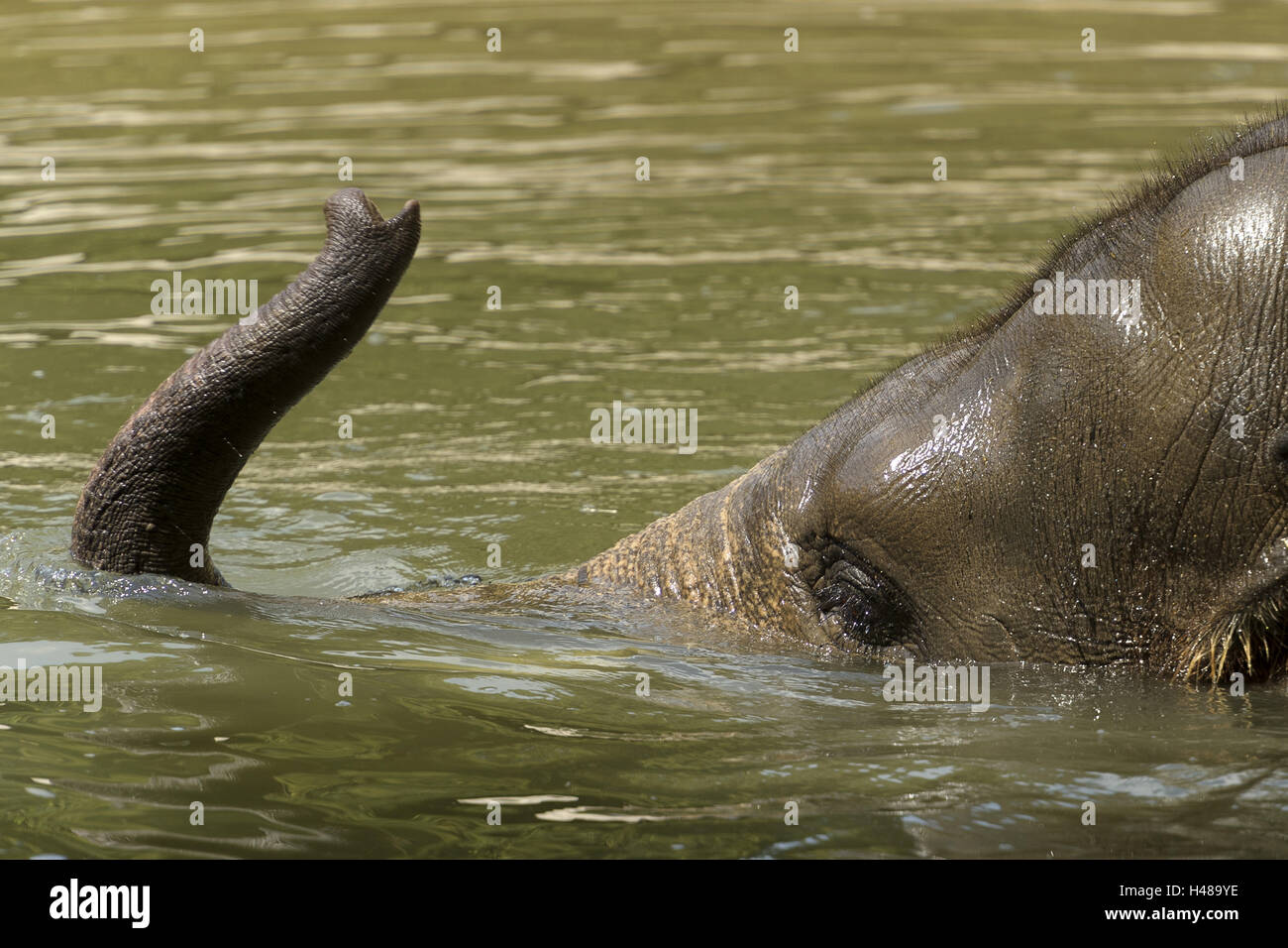 Baby elephant swims in the water, Stock Photo