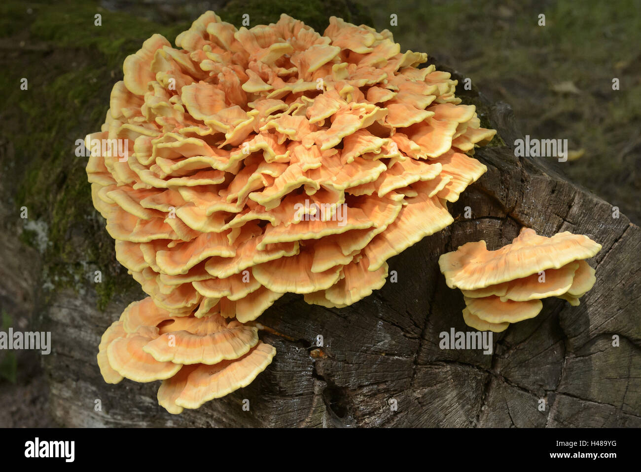 Tree fungus, Laetiporus sulphureus, Stock Photo