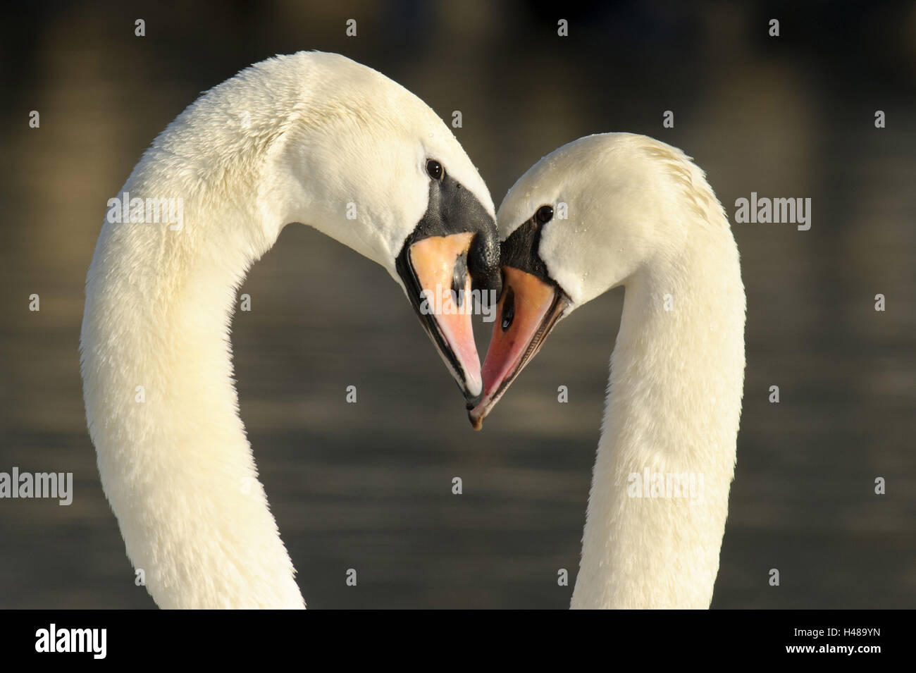 Hump swans, courtship display, close-up, Stock Photo