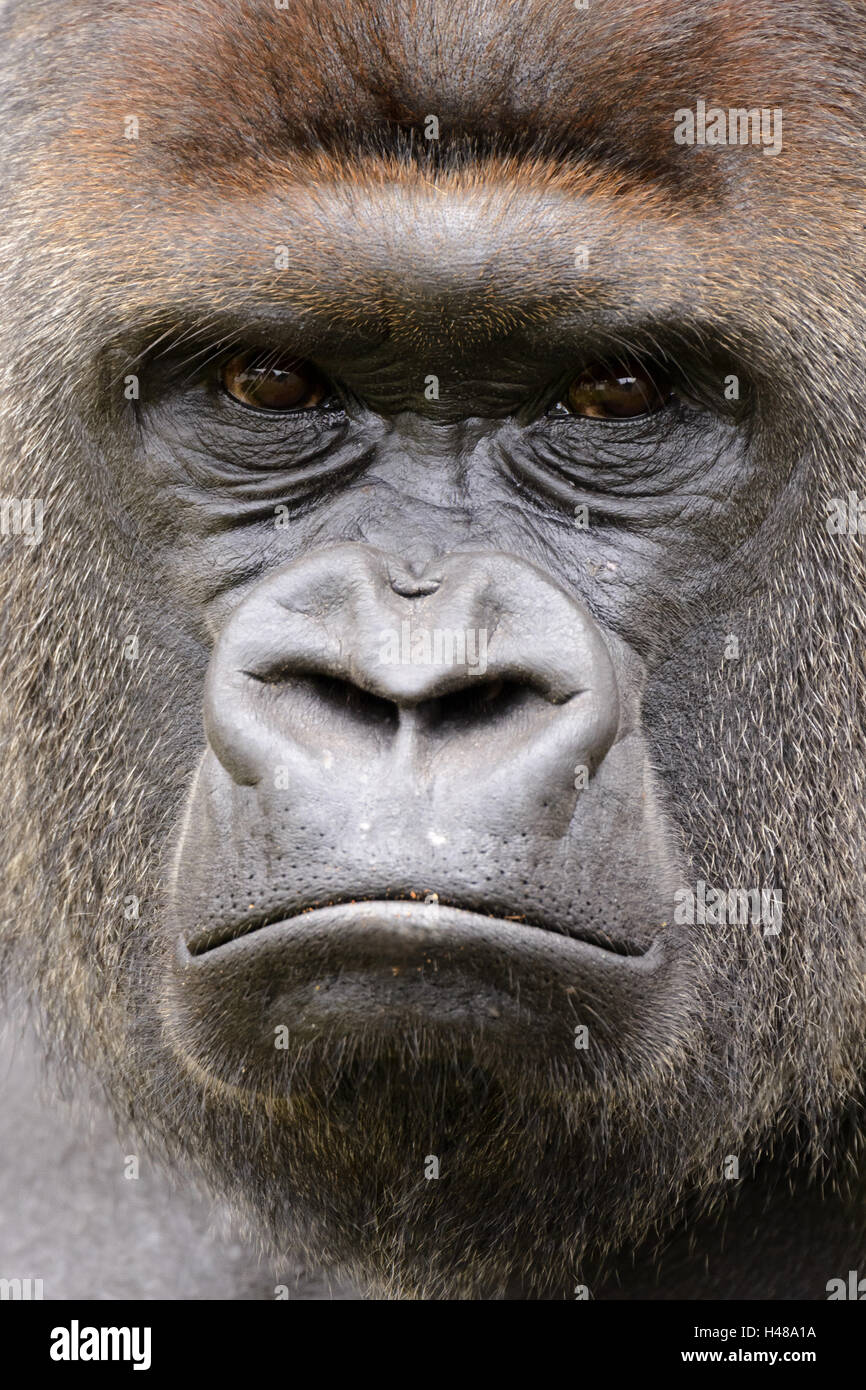 Plain gorilla, fiercely, portrait, Stock Photo