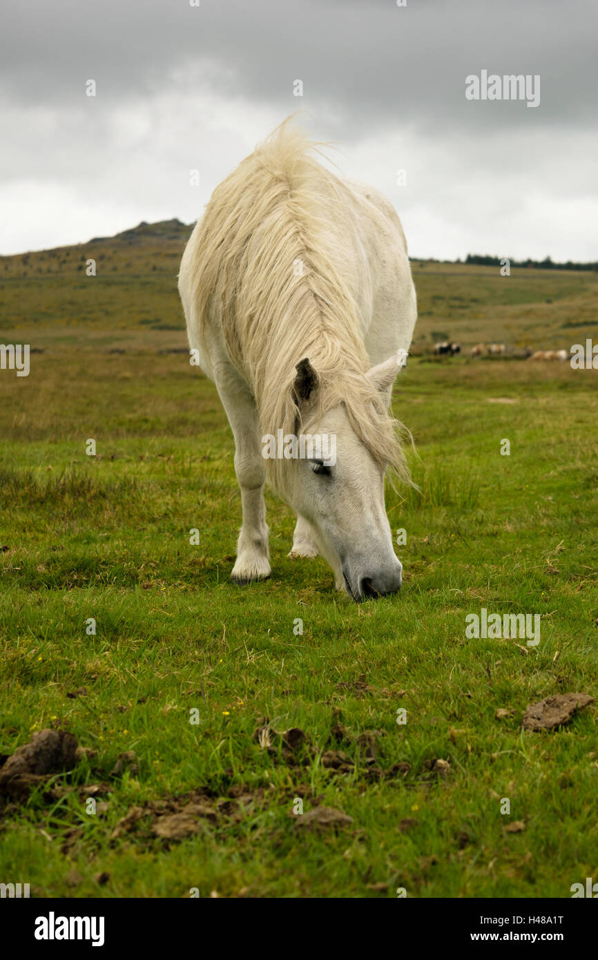 Wild horse in Dartmoor National Park in Devon, England, UK Stock Photo
