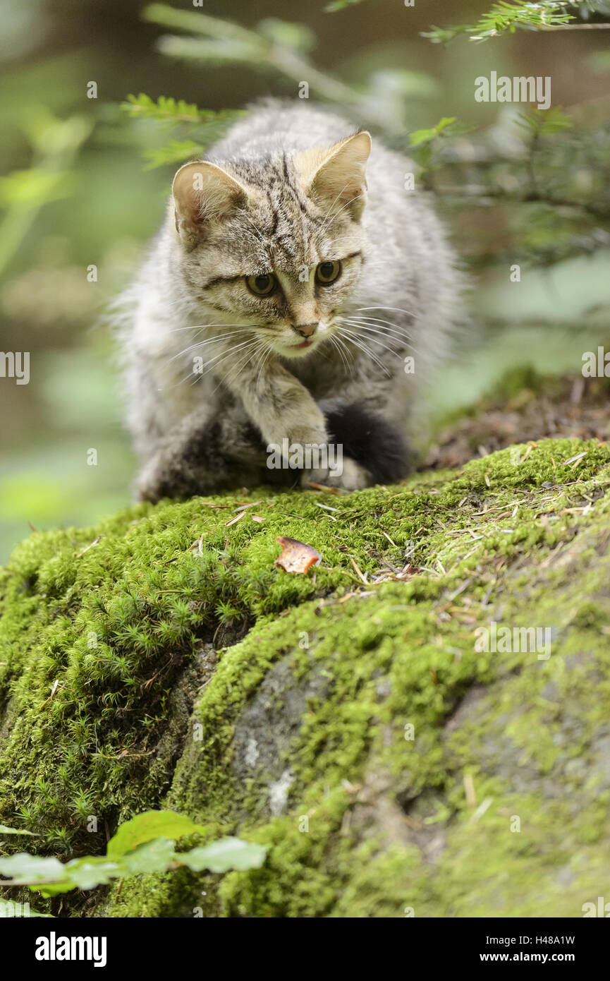 Wildcat, carefully, sit, go hunting, Stock Photo