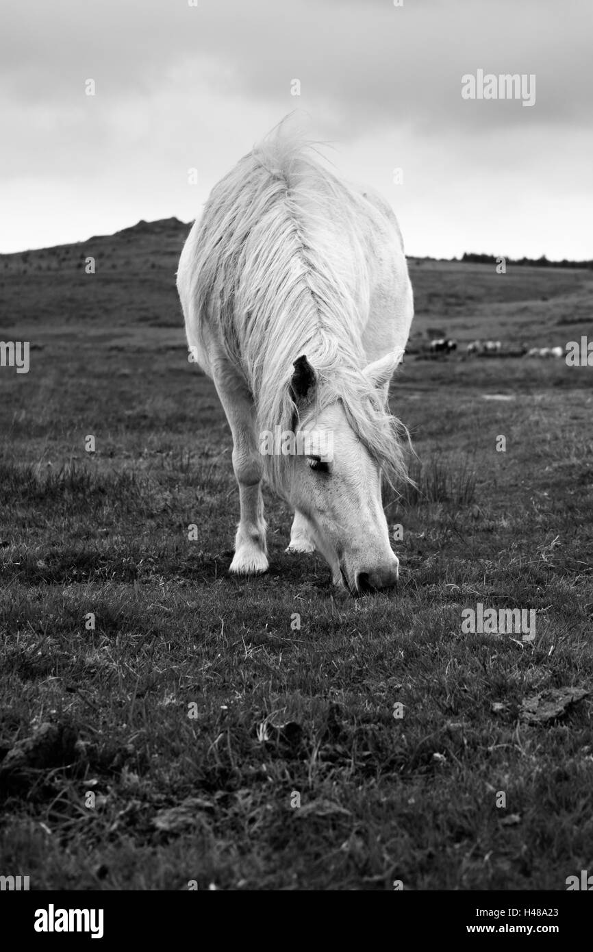 Wild horse in Dartmoor National Park in Devon, England, UK Stock Photo