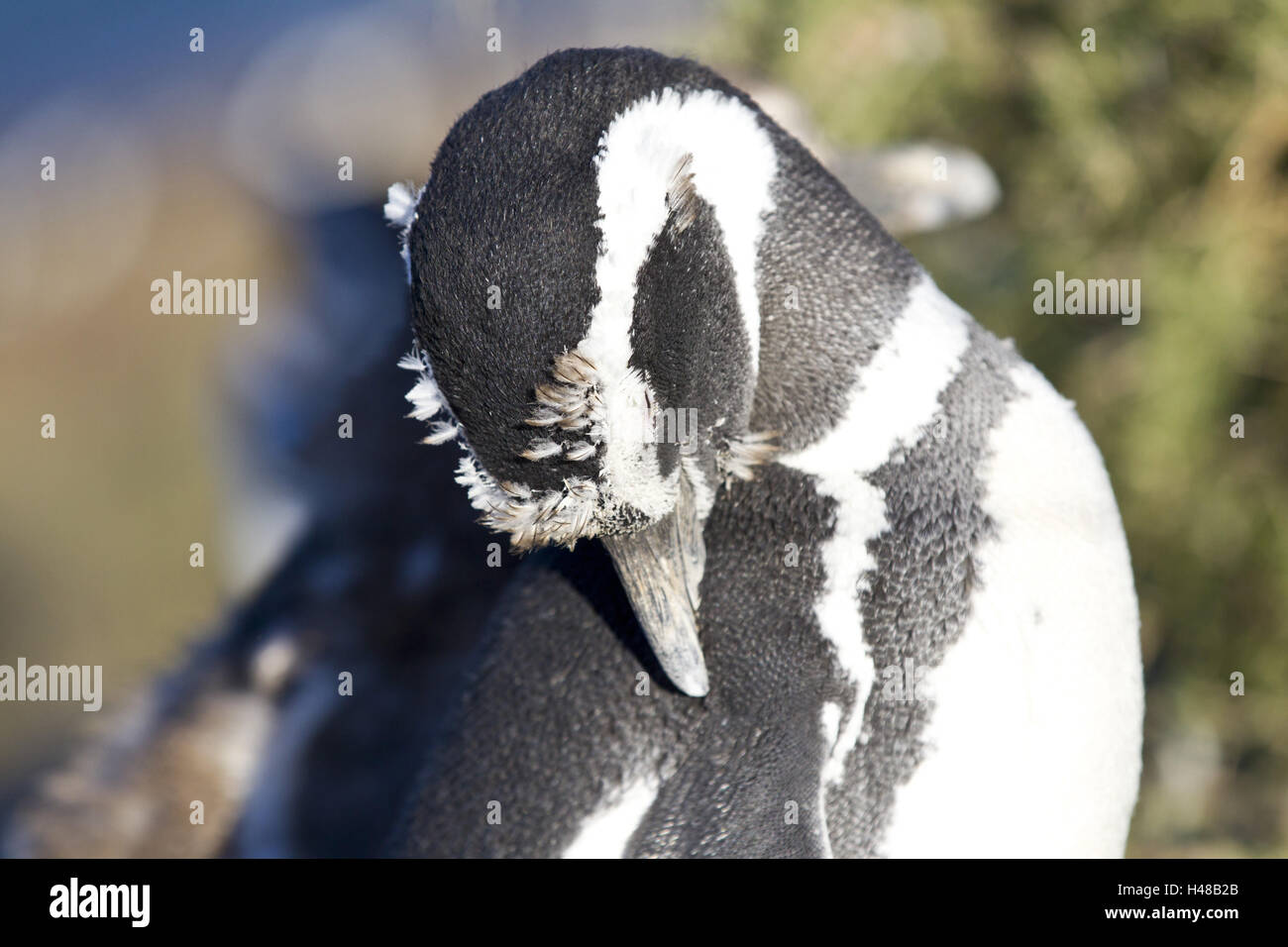 Magellan penguin, moult, medium close-up, Stock Photo