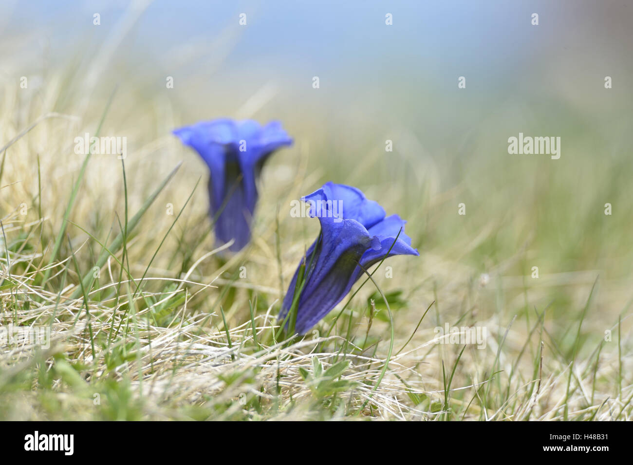 Alp gentian, Gentiana alpina, blossom, Austria, Stock Photo