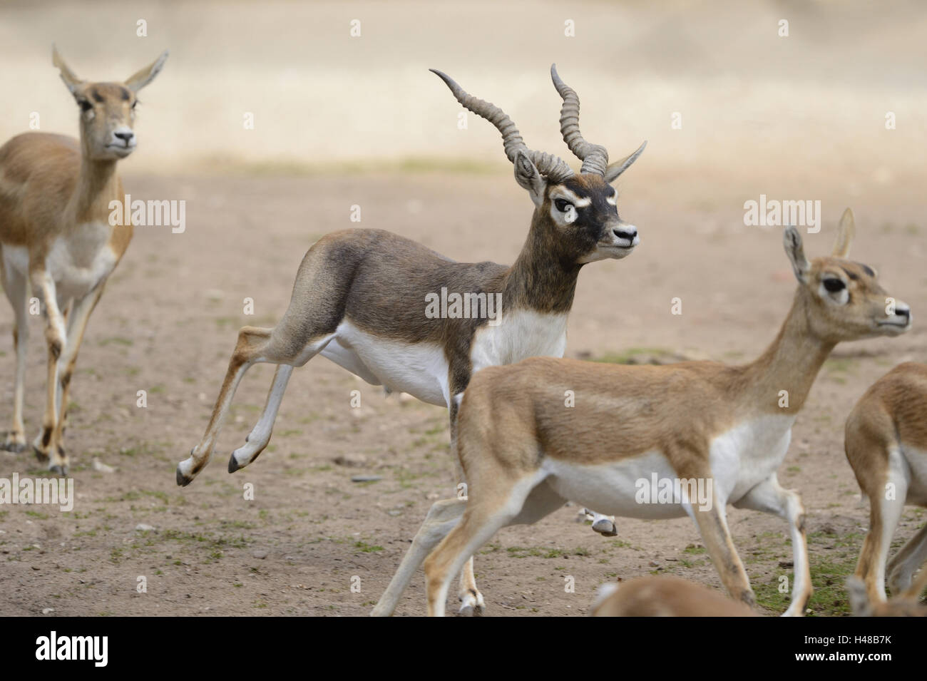 Goat antelopes hires stock photography and images Alamy