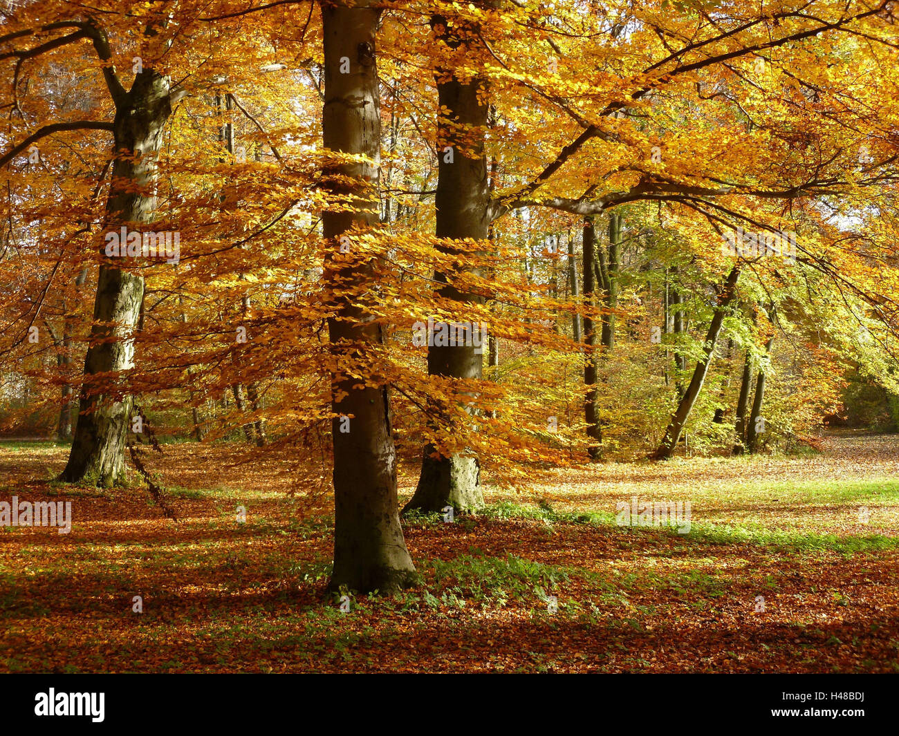 Autumn, colour the leaves, beech trees, park scenery, Stock Photo