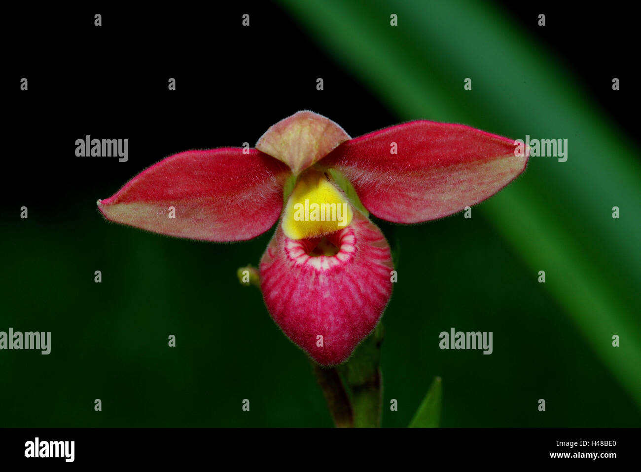 Orchid blossom, Phragmipedium' Hanne Popow', Stock Photo