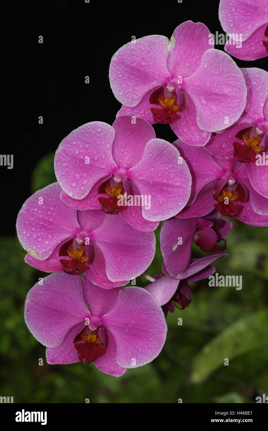 Orchid blossom, Phalenopsis Hybrid, Stock Photo