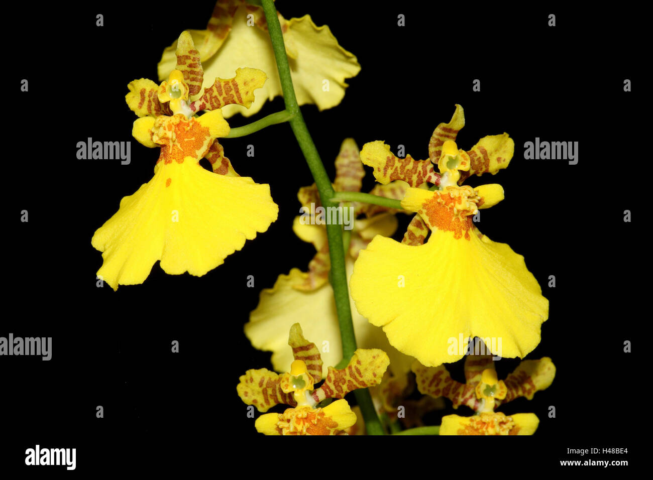 Orchid blossom, Oncidium Hybrid, Stock Photo