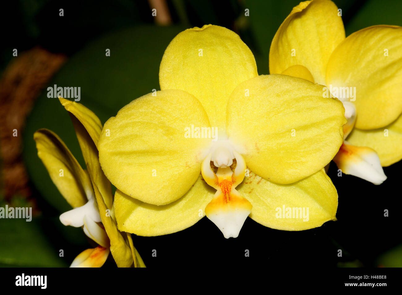 Orchid blossom, Phalaenopsis Hybrid 'Sogo Sweet' Stock Photo Alamy