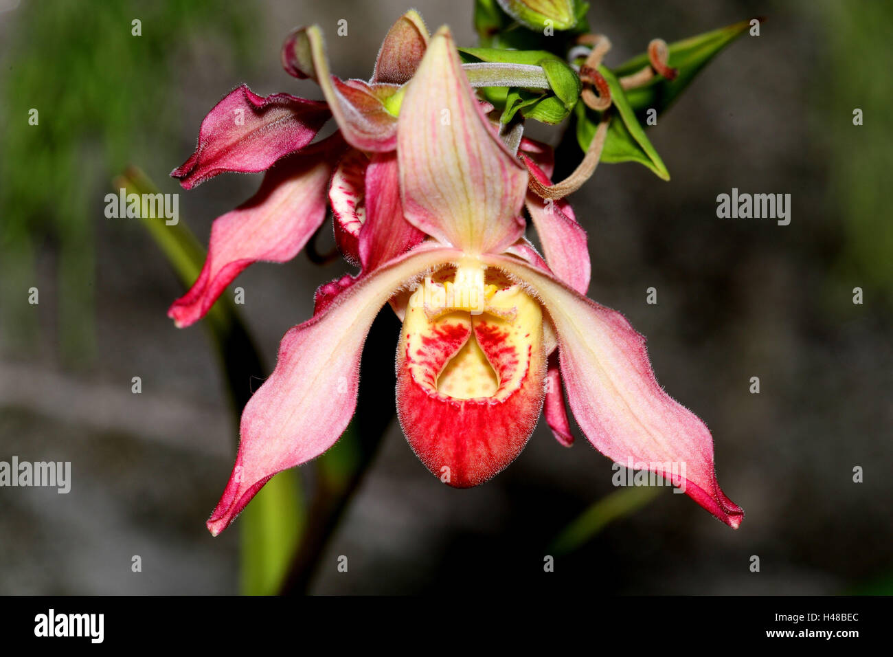 Orchid blossom, Paphiopedilum Hybrid, Stock Photo