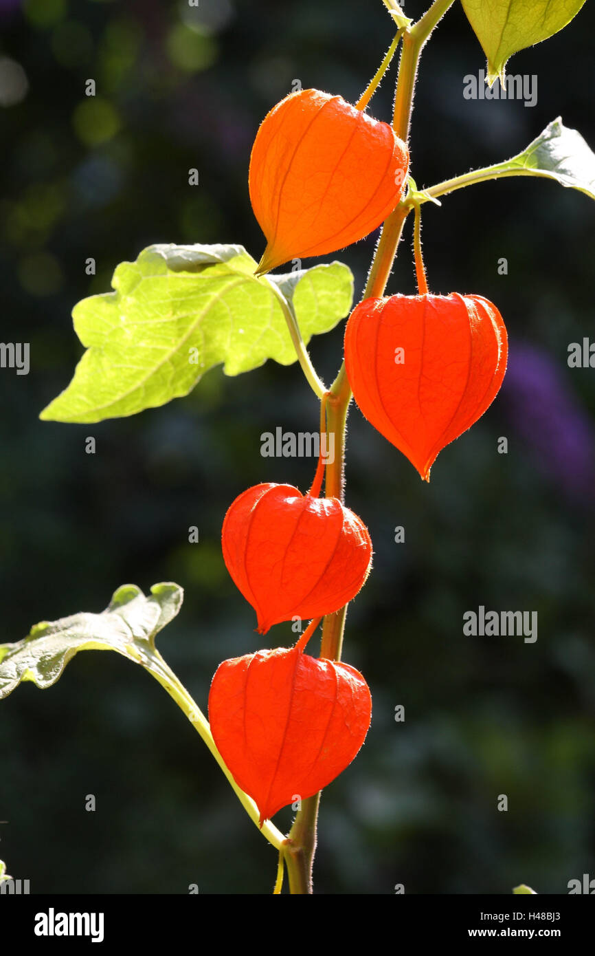 Lampion flower hi-res stock photography and images - Alamy