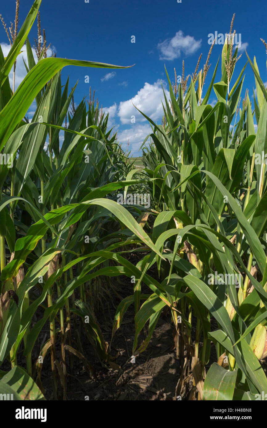 Rows in cornfield hi-res stock photography and images - Alamy