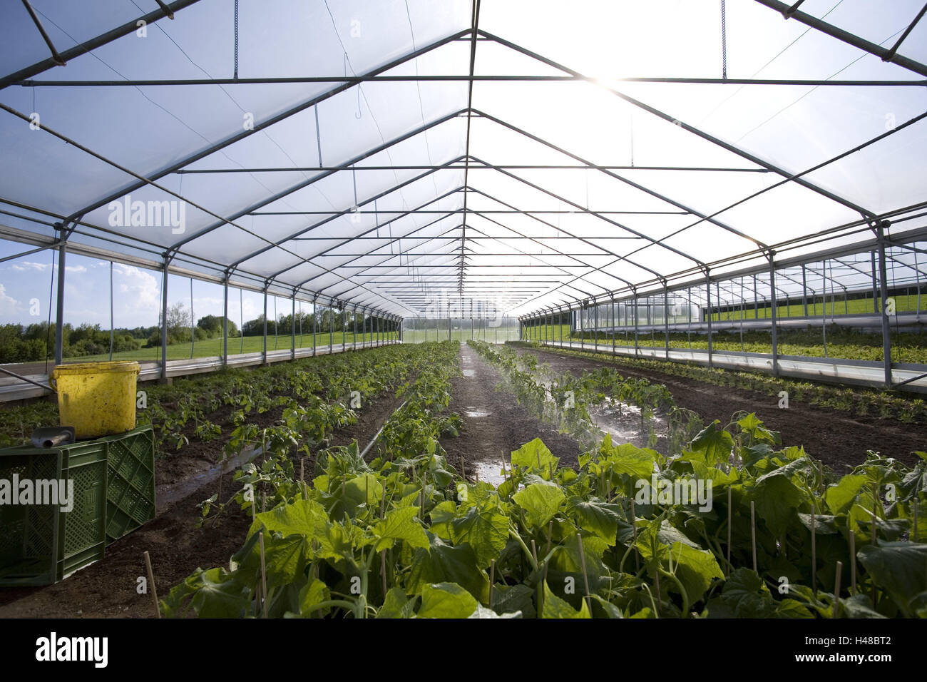Greenhouse, inside, hothouse, market garden, cultivation, cultivation