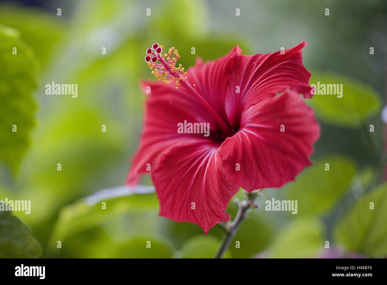 Hibiscus, blossom, red, medium close-up, hibiscus blossom, dust vessels, blossom, radiant, red, exotic, ornamental plant, calyx, flower, botany, flora, nature, plant, vegetation, flower temple, marsh mallow, mallow plant, dust leaves, Stock Photo