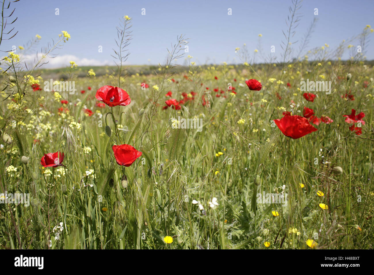 Spain, meadow, spring, nature, trees, spring meadow, wild flower meadow, wild flowers, flower meadow, flowers, poppies, clap poppy seed, blossom, grass, season, springlike, nobody, nature, scenery, Stock Photo