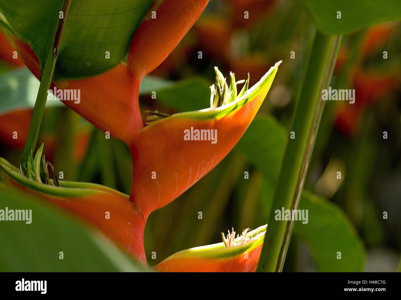 Brazil, Salvador, flower, three-coloured, lobster scissors, Heliconia wagneriana, detail, blossoms, plant, flower, Helikonie, blossom, inflorescences, inflorescence, nature, botany, Stock Photo
