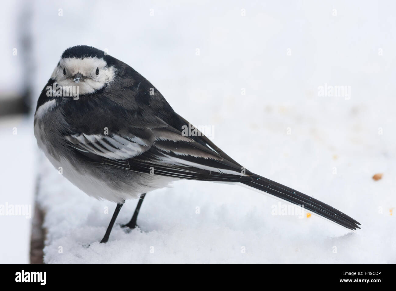 pied wagtail in snow Stock Photo