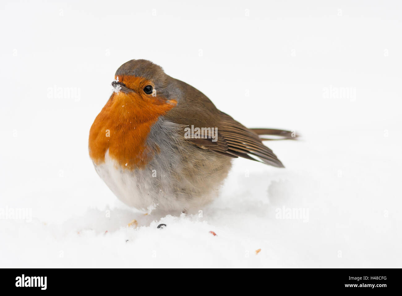 robin in snow with fluffed up feathers Stock Photo